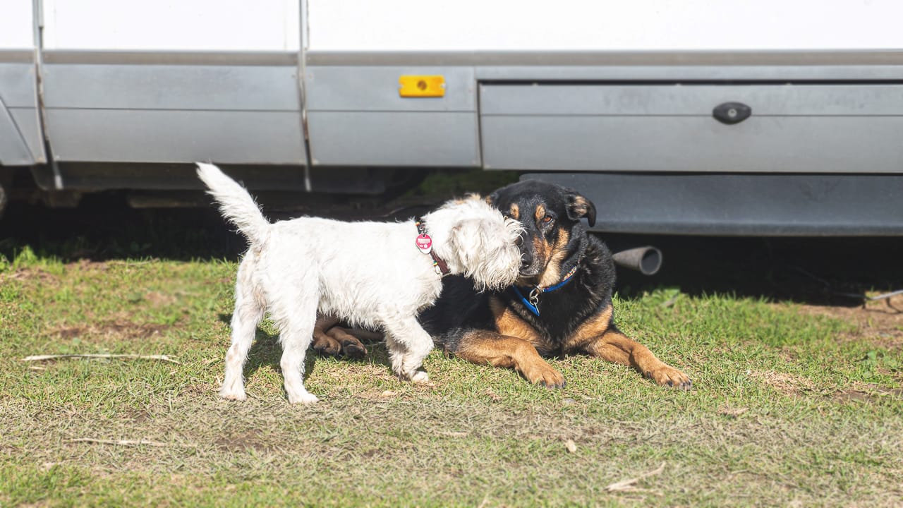 Hondvriendelijke campings - wat ze kenmerkt en waar je ze kunt vinden