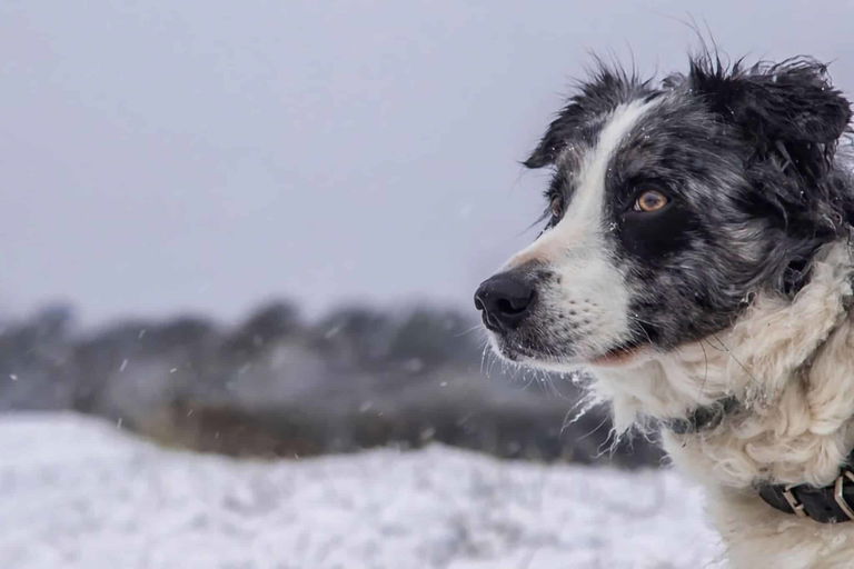 Winterkamperen met een hond: tips, uitrusting en bestemmingen voor kamperen in de sneeuw