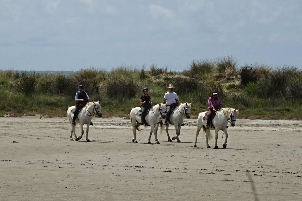 Camargue Camping - Paarden