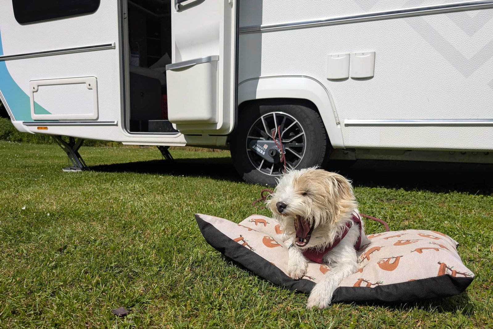 Kampeervakanties met honden: wat je moet weten voordat je naar het buitenland reist