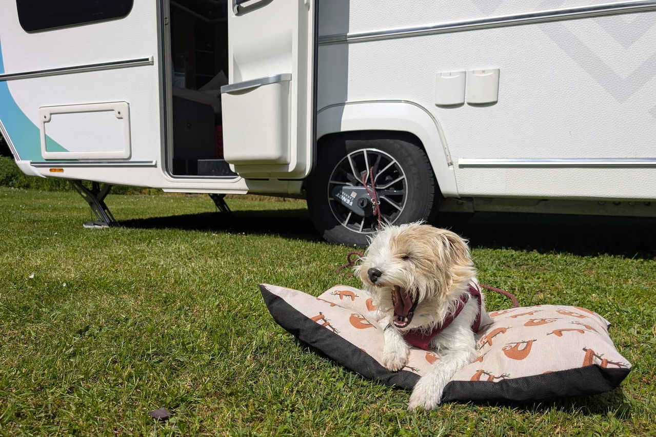 Kampeervakanties met honden: wat je moet weten voordat je naar het buitenland reist