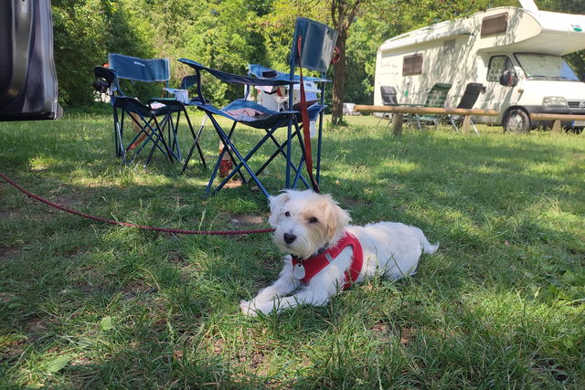 Camperen met hond: dit zijn de 3 hondvriendelijkste campings van Duitsland